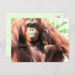 Cartão Postal Grita Orangutan Mãe e Bebê