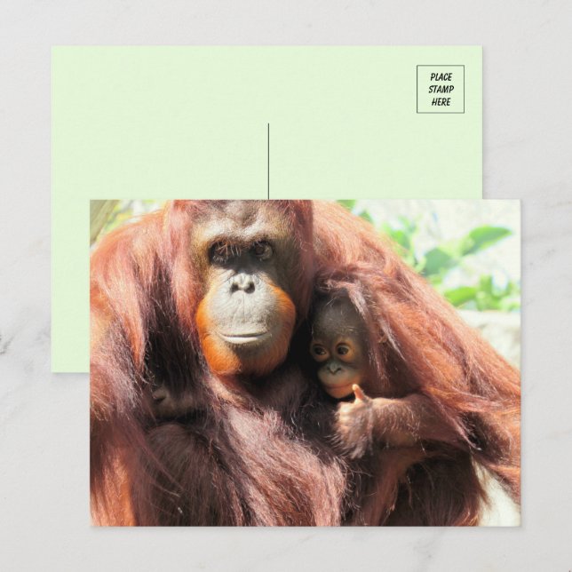 Cartão Postal Grita Orangutan Mãe e Bebê (Frente/Verso)