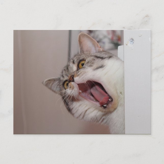 Cartão Postal Gritando em British Shorthair (Frente)