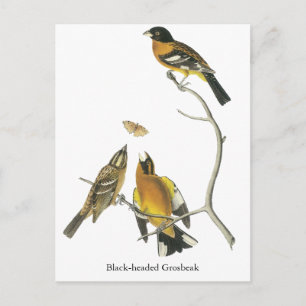 Cartão Postal Grosbeak de cabeça-negra Audubon