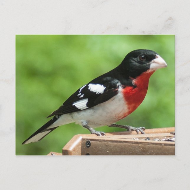 Cartão Postal Grosbeak de peito rosa (Frente)