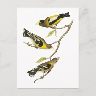 Cartão Postal Grosbeak Noturno de Audubon