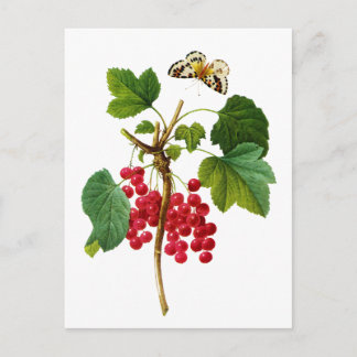 Cartão Postal Groseillier Rouge por Pierre Joseph Redoute