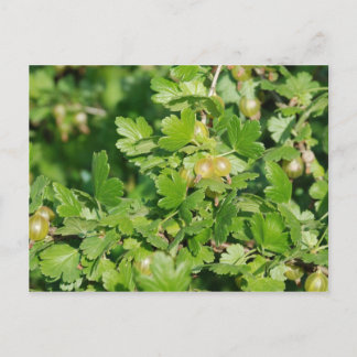 Cartão Postal groselha-espinhosa