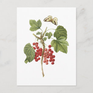 Cartão Postal groselha vermelha (Ribes rubrum) por Redouté