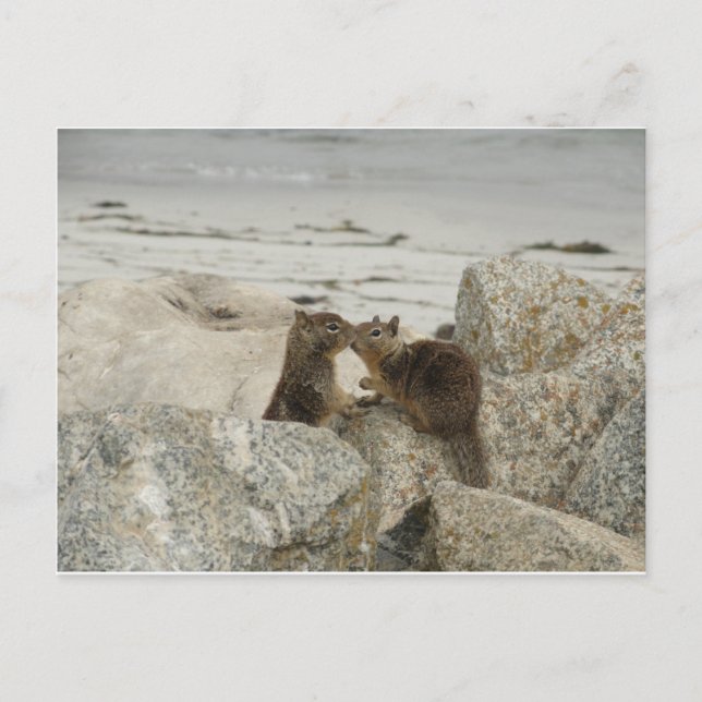 Cartão Postal Ground Squirrels no Amor (Frente)