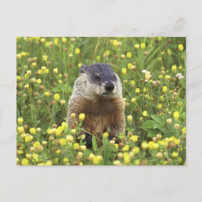 Cartão Postal Groundhog (Frente)