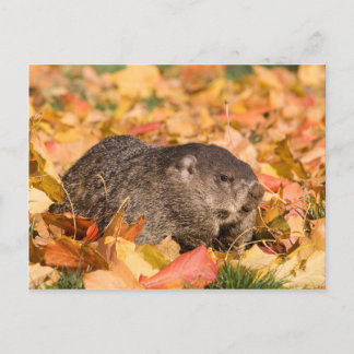 Cartão Postal Groundhog