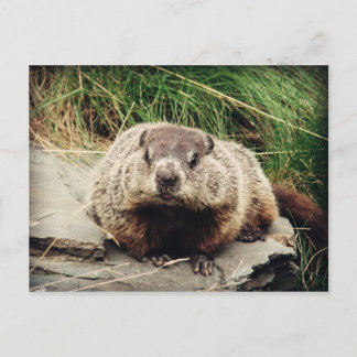Cartão Postal Groundhog