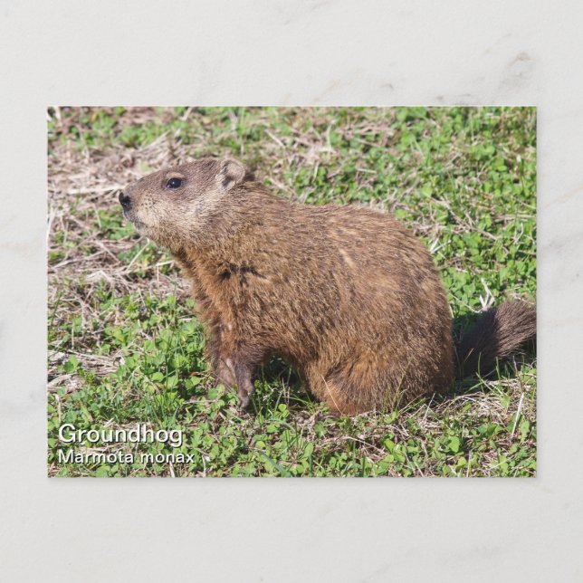 Cartão Postal Groundhog (Frente)