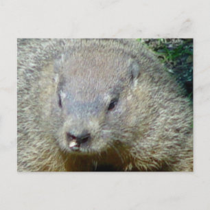 Cartão postal Groundhog