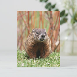 Cartão Postal Groundhog Adorável na Natureza