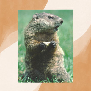 Cartão Postal Groundhog Comendo amendoim