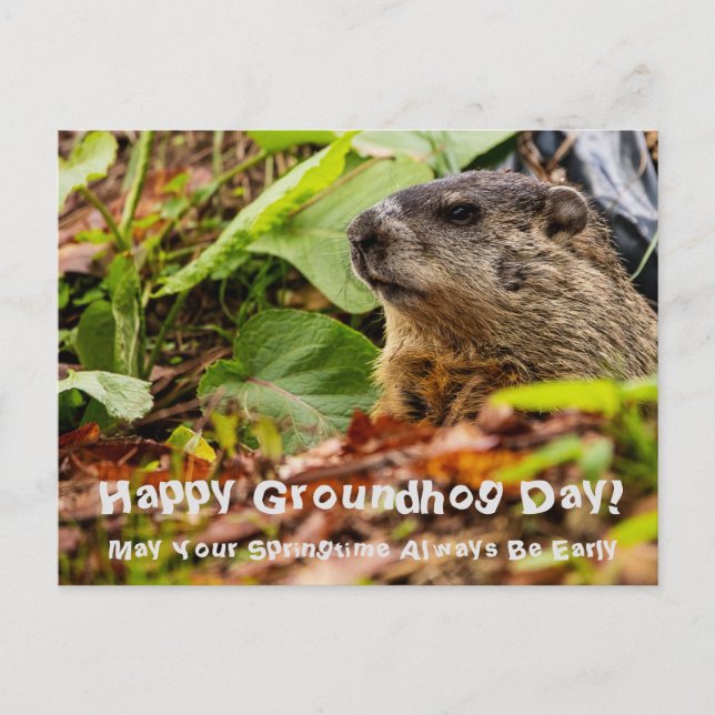 Cartão Postal Groundhog Springtime (Frente)