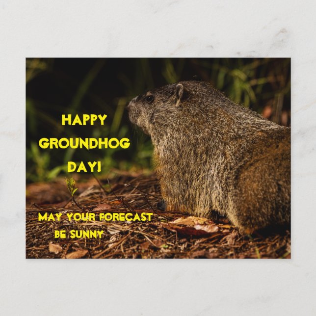 Cartão Postal Groundhog Sunny (Frente)