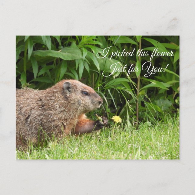 Cartão Postal Groundhog/Woodchuck fornece flores (Frente)