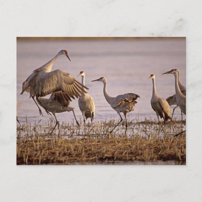 Cartão Postal Grous-de-sandhill Grus canadensis) Platte (Frente)