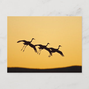 Cartão Postal Grouse da Serra pousando ao pôr do sol