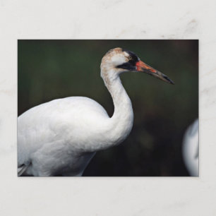 Cartão Postal Grua-de-bico