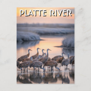 Cartão Postal Gruas-da-areia do Rio Platte Viagem Nebraska