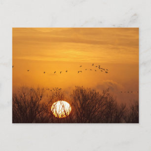 Cartão Postal Gruas-da-areia silhuetadas contra o sol nascente