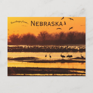 Cartão Postal Gruas-do-sandhill no Platte River Central Nebraska
