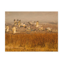 Gruas sobre o campo do Ouro