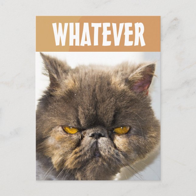CARTÃO POSTAL GRUMPY GRUMPY DE GATO PERSO (Frente)