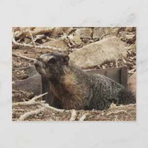 Cartão Postal Grumpy Marmot