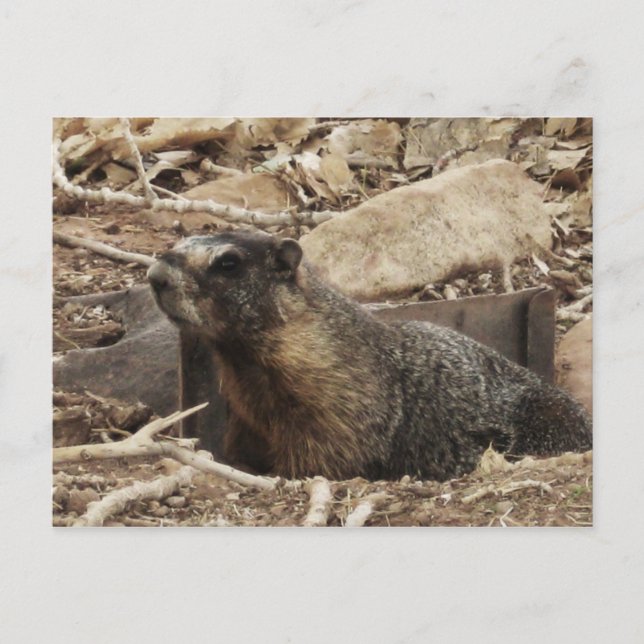 Cartão Postal Grumpy Marmot (Frente)
