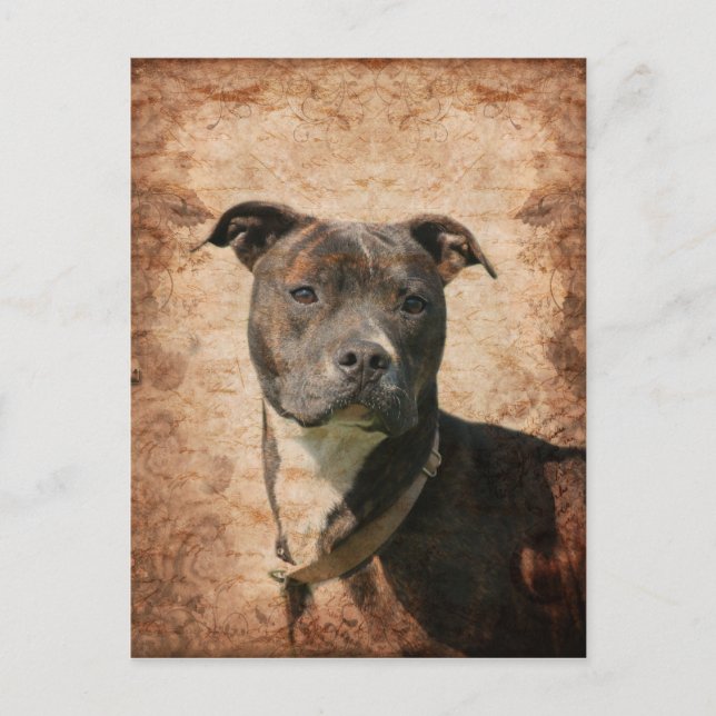 Cartão Postal Grunge Pit Bull Terrier (Frente)