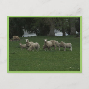 Cartão Postal Grupo Bastante De Capim De Ovinos