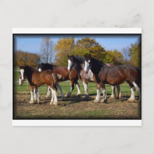 Cartão Postal grupo clydesdale