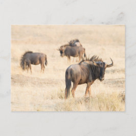 Cartão Postal Grupo de animais selvagens