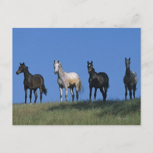 Cartão Postal Grupo de Árabes