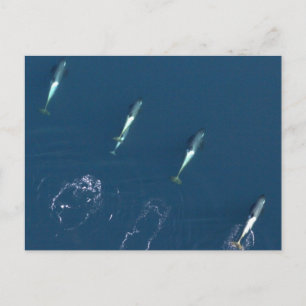 Cartão Postal Grupo de Baleias Assassinas Nadando