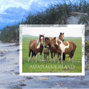 Cartão Postal Grupo de Cavalos, Assateague National Seashore