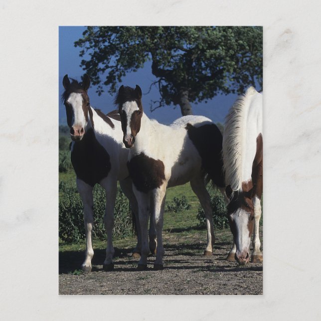 Cartão Postal Grupo de cavalos da pintura (Frente)