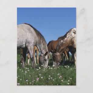 Cartão Postal Grupo de cavalos do Appaloosa que pastam