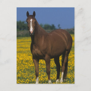 Cartão Postal Grupo de cavalos do puro-sangue