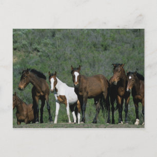 Cartão Postal Grupo de Cavalos Selvagens Mustang