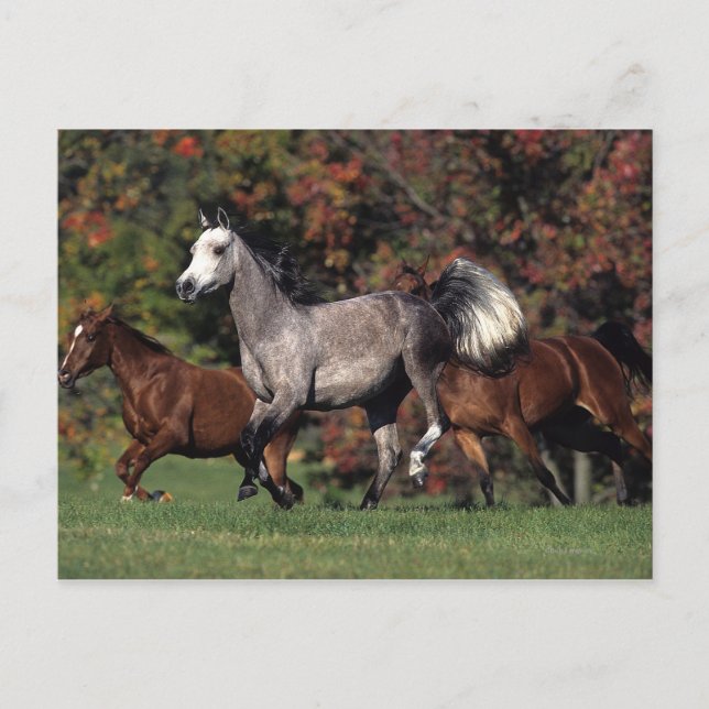 Cartão Postal Grupo de funcionamento árabe dos cavalos (Frente)