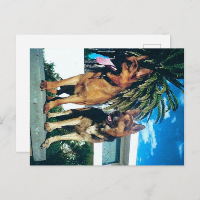 Cartão Postal grupo de german shepherd (Frente/Verso)