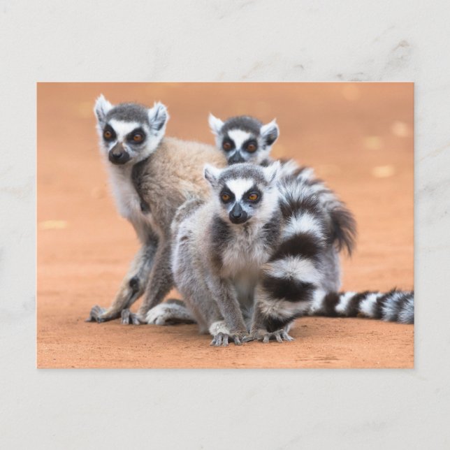 Cartão Postal Grupo de lêmures de cauda anelada (Frente)