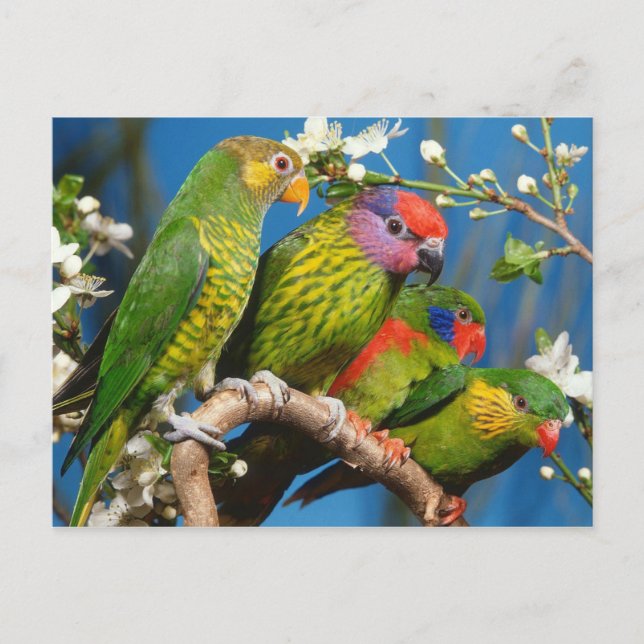 Cartão Postal Grupo de Loris (Frente)