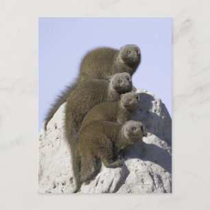 Cartão Postal Grupo de Mongoose Anã num Monte Termite em