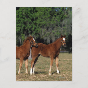 Cartão Postal Grupo de Refeições Criadas