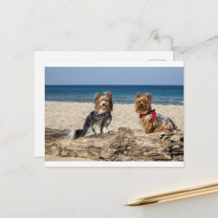 Cartão Postal grupo de yorkshire-terrier na praia