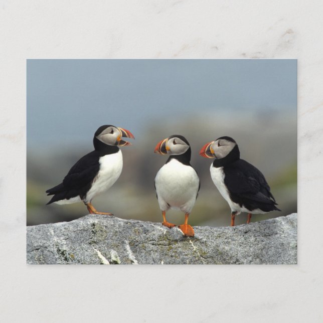 Cartão Postal Grupo do Papagaio-do-mar Atlântico (Frente)
