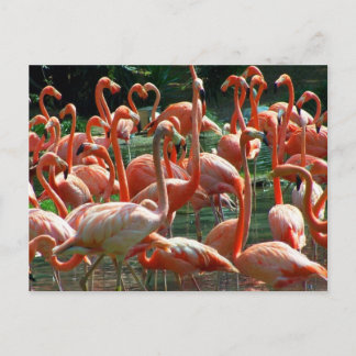 Cartão Postal Grupo Flamingo rosa, muitos flamingos!